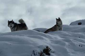 Kalduk  gauche et Cheyenne  droite dans la premire neige au mois d'octobre 2010 en suisse