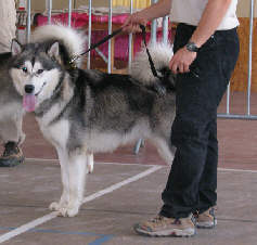 Bright Northern Star's Amarok