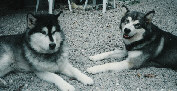 Betty et Wolf en 1996