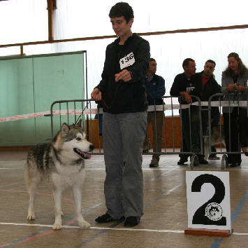 Championne de travail -  Cyra du Vallon du Lac Bleu