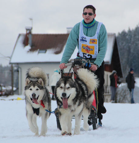 Bright Northern Star's Galilo  droite (BT Les Pontets 2014)