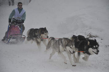 Damien avec Kaïla, Vintuka et Orion à l'Alpe du Grand Serre 2010