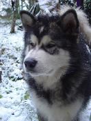 Bright Northern Star's Vix Axl Sunka