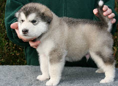 Male 1 - 2825 grammes - 02/09/08