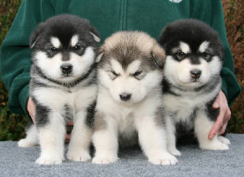 Cliquez pour agrandir  - chiots 27 jours