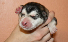 Male 1 - 540 grammes - 06/08/08