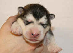 Male 1 - 760 grammes - 09/08/08