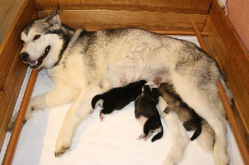 Cliquez pour agrandir  - chiots 3 jours