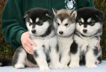Cliquez pour agrandir  - chiots 34 jours