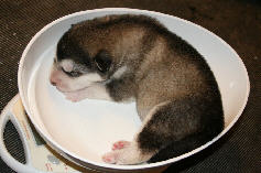 Male 1 - 945 grammes - 11/08/08