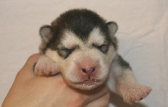 Male 1 - 945 grammes - 11/08/08