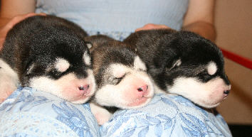 Cliquez pour agrandir  - chiots 5 jours