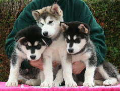BB de Vintuka et Kimi (67 jours)