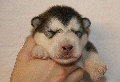 Male 1 - 1430 grammes - 15/08/08