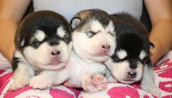 Cliquez pour agrandir  - chiots 9 jours