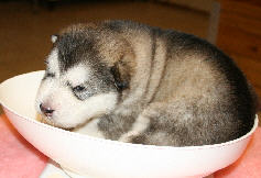 Male 1 - 1730 grammes - 19/08/08