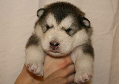 Male 1 - 1730 grammes - 19/08/08