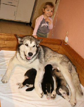 Cliquez pour agrandir  - chiots 13 jours