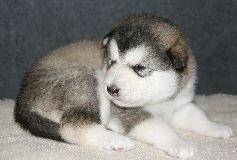 Male 1 - 2105 grammes - 25/08/08