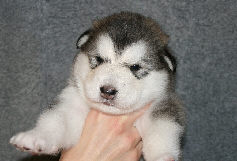 Male 1 - 2105 grammes - 25/08/08