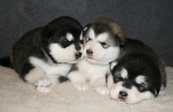 Cliquez pour agrandir  - chiots 19 jours