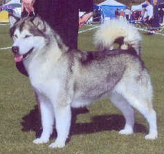 Ch Myatuk Kamelot Malibu Barbie