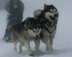 Amarok  droite et sa fille Cyra  gauche au brevet de travail du Lac Blanc 2009 (crdit photo Clment Luck)