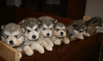 Les bbs de Vinkha et Orion  1 mois (ns le 10 mars 2009)