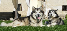  Buck et Vara en amoureux