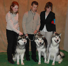 Lot d'élevage avec Amarok, Varanari et Akwane au Salon de l'agriculture le 09 mars 2007