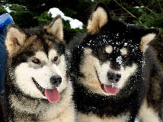 Bright Northern Star's Valmy et Bright Northern Star's Taro