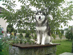 Volf au mois de septembre 2008