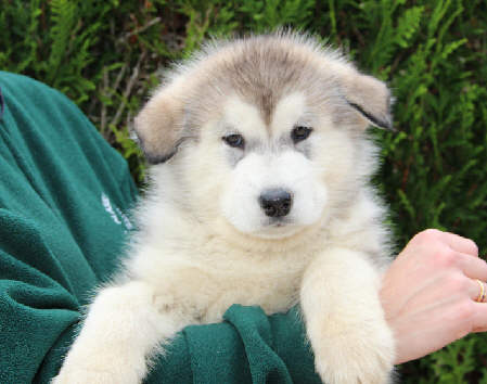 Femelle 4 - 6800g - 06/10/13