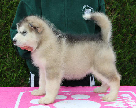 Femelle 5 - 6200g - 06/10/13