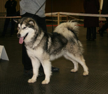 Bai'Ka obtient le CACS-CACIB  la spciale de Metz 2008
