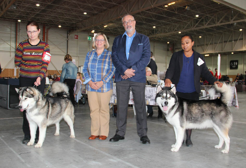 Bright Northern Star's Ibella obtient le CACS - BOB à la spéciale malamute de Villepinte 2016