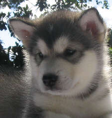 Vintuka  1,5 mois
