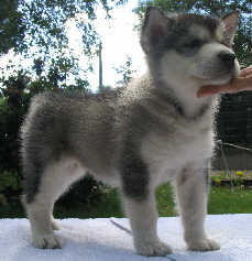 Vintuka  1,5 mois