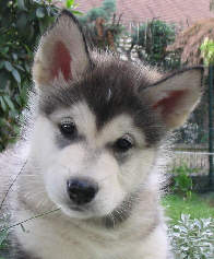 Vintuka  1,5 mois