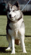 CH Atka Del Biagio