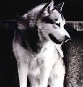 CH Cold Valley's Erasmu