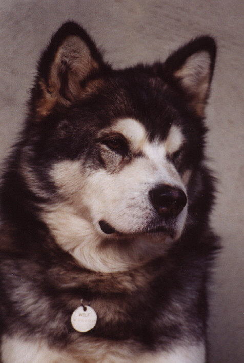 Wolf nous a quitts le 27 juin 2007