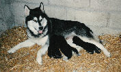 Betty avec ses 3 bbs en 1989