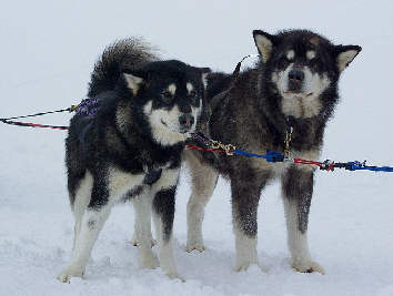 Kira  gauche et Taro  droite