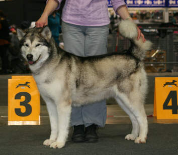 Ch Bright Northern Star's Vintuka est championne du Luxembourg (en cours d'homologation)