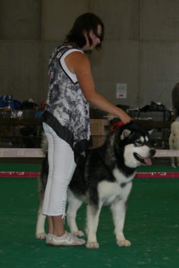 Ch Bright Northern Star' Discovery qui termine 1er Exc en classe travail au Championnat de France 2010