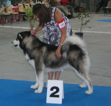 Ch Bright Northern Star's Discovery termine 2me Exc de la classe ouverte femelle  la spciale de La Roche sur Foron 2010