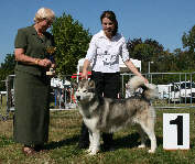 Ch Silver Lady Du Souffle D'Autan (A)