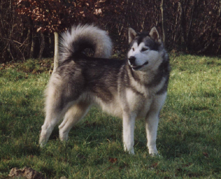 Ch Silver Lady du Souffle D'Autan