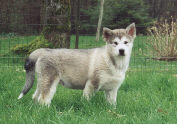Silver lady  3 mois